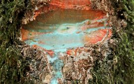 Nikkel-rijke blauwgroene latex vloeit uit bast van Pycnandra acuminata bij beschadiging