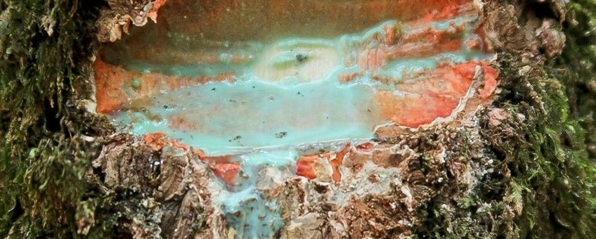 Nikkel-rijke blauwgroene latex vloeit uit bast van Pycnandra acuminata bij beschadiging