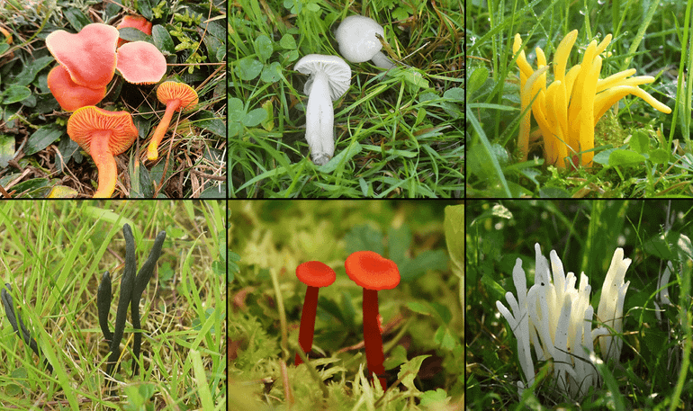 Graslandpaddenstoelen. Boven van links naar rechts: Vuurzwammetje, Grauwe wasplaat, gele knotszwam. Onder van links naar rechts: Aardtong, Vuurzwammetje, Wormvormige knotszwam