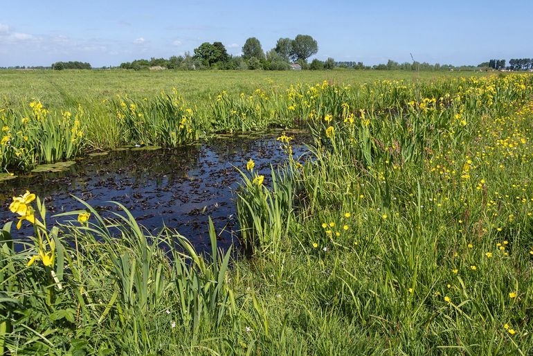 Botanische rand langs een sloot