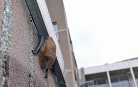 Gewone dwergvleermuis in de stad