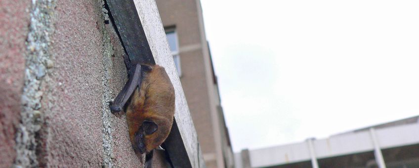 Gewone dwergvleermuis in de stad