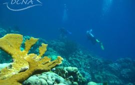 Eenmalig gebruik, Elkhorn Coral