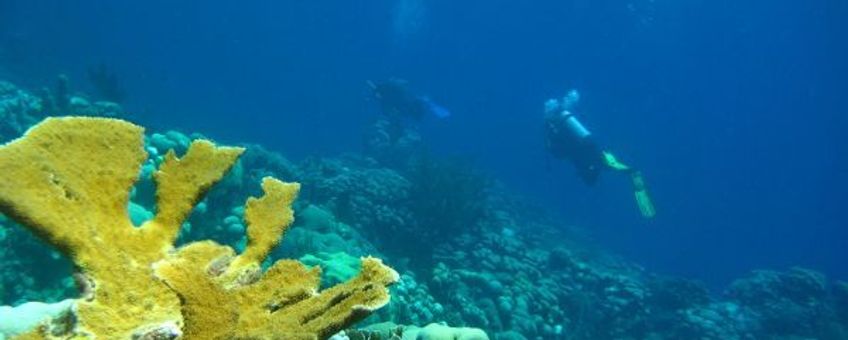 Eenmalig gebruik, Elkhorn Coral