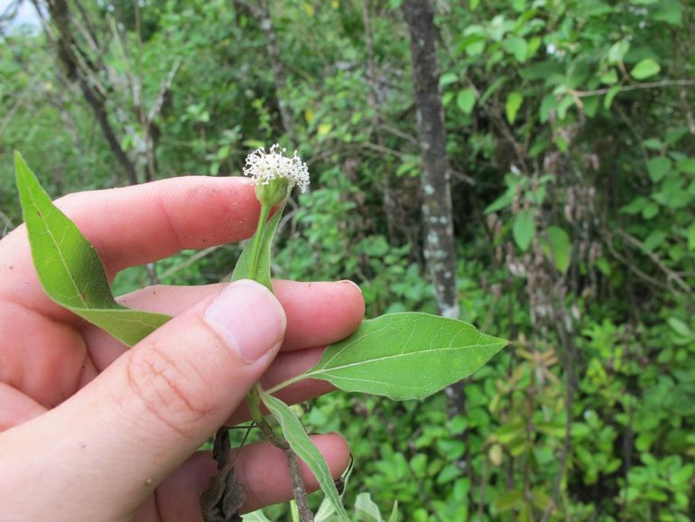 Bloeiende Scalesia van dichtbij: welke 'microvrienden' hebben deze inheemse planten?