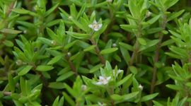 Watercrassula