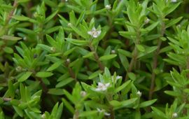 Watercrassula