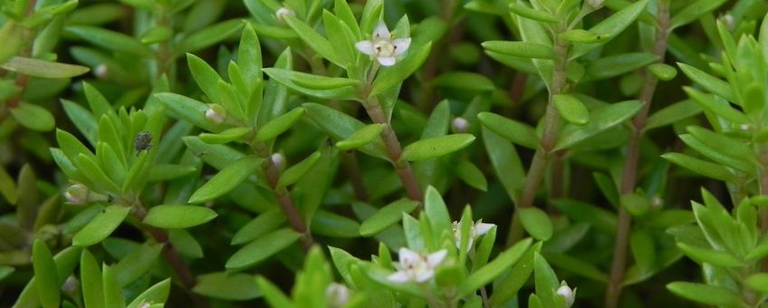 Watercrassula