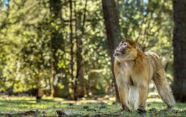 Een berberaap in zijn kenmerkende leefgebied: cederbossen van het Atlasgebergte in Ifrane National Park.