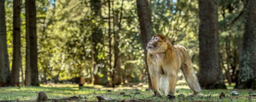 Een berberaap in zijn kenmerkende leefgebied: cederbossen van het Atlasgebergte in Ifrane National Park.