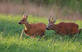 Staatsbosbeheer reeën bronst
