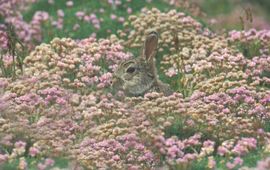 Oryctolagus cuniculus. Konijn