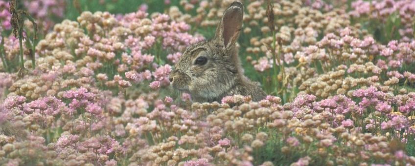 Oryctolagus cuniculus. Konijn