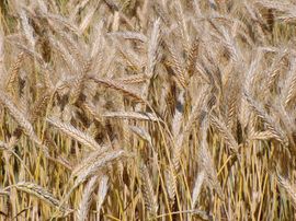 Triticale (CC BY-SA 3.0-licentie) Triticale (CC BY-SA 3.0-licentie)