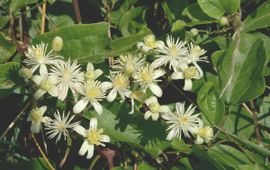 Clematis vitalba. Bosrank