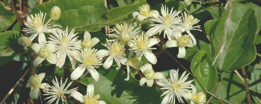 Clematis vitalba. Bosrank