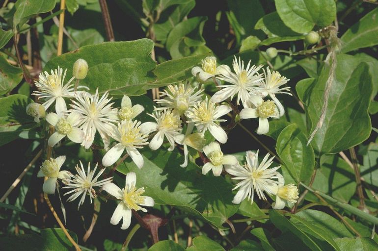 Bosrank bloeit nu met opvallende witte bloemen