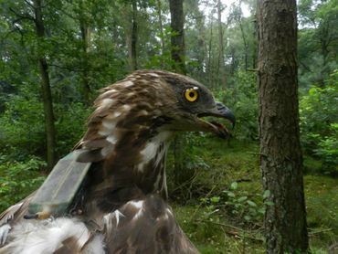 Wespendiefvrouwtje 184 met een UvA-BiTS GPS-logger, teruggevangen op 28 juli 2014