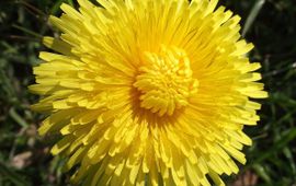 Taraxacum officinale, Paardenbloem