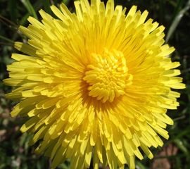 Taraxacum officinale, Paardenbloem