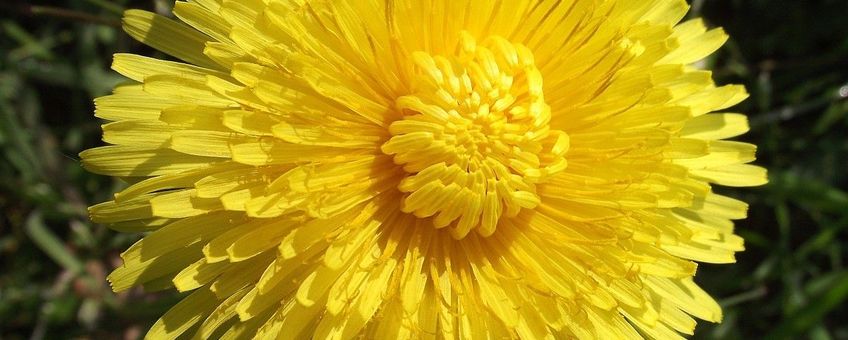 Taraxacum officinale, Paardenbloem