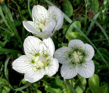 Parnassia