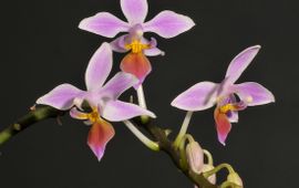 Rogier van Vugt Phalaenopsis equestris