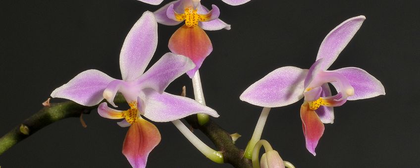 Phalaenopsis equestris