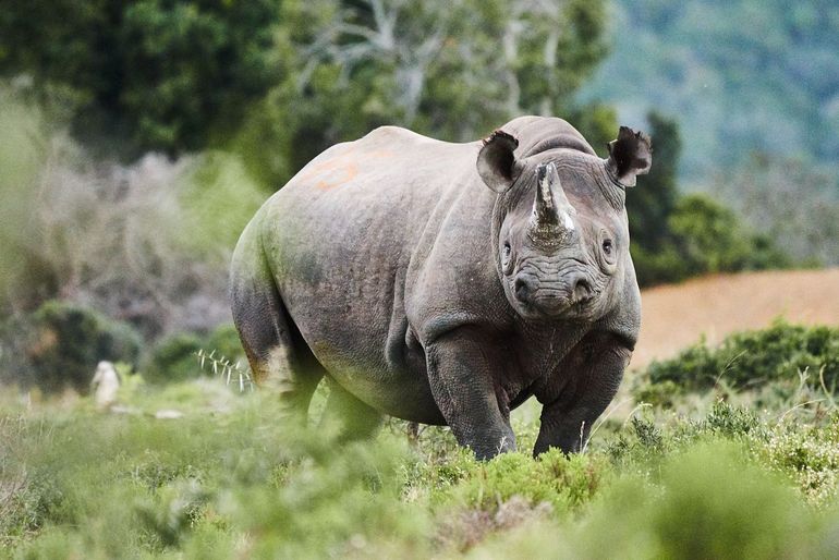 Tweehonderdste neushoorn op de nieuwe plek, augustus 2019