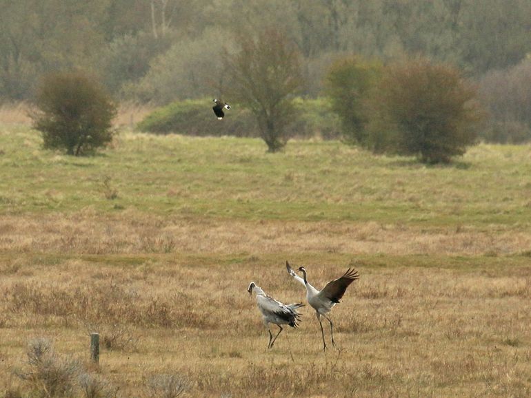 Baltsende kraanvogels in Zeeland