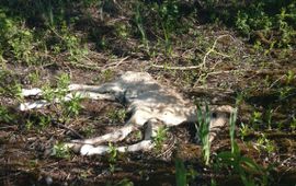 Thijmen van Heerde/Staatsbosbeheer Doodgeboren konikveulen in de Gelderse Poort VOOR EENMALIG GEBRUIK