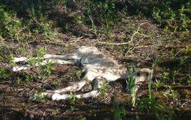 Doodgeboren konikveulen in de Gelderse Poort VOOR EENMALIG GEBRUIK