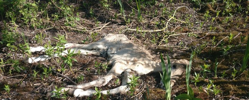 Doodgeboren konikveulen in de Gelderse Poort VOOR EENMALIG GEBRUIK