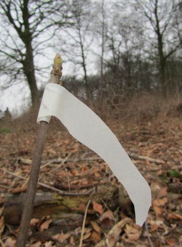 Schilderstape onder de bovenste knop van een jonge boom