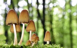 Coprinellus micaceus, Gewone glimmerinktzwam