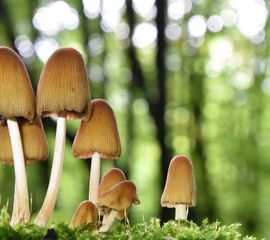 Coprinellus micaceus, Gewone glimmerinktzwam