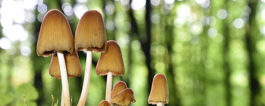 Coprinellus micaceus, Gewone glimmerinktzwam