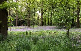 Botanische tuin Belmonte voorjaar bloei bos