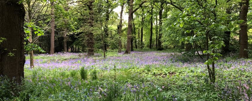 Botanische tuin Belmonte voorjaar bloei bos