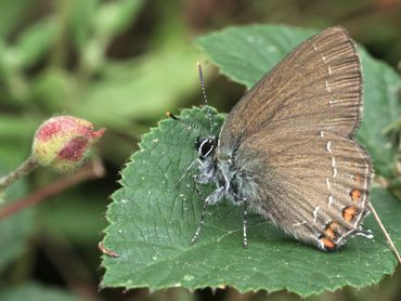 De bruine eikenpage zet eitjes af op lage eikjes