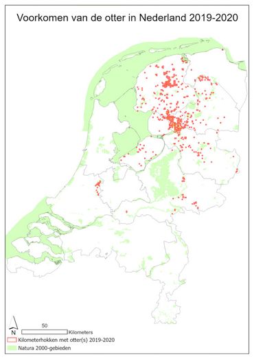 Ruimtelijke verspreiding van de otter in Nederland in de winter van 2019/2020 op basis van vindplaatsen van spraints en doodvondsten
