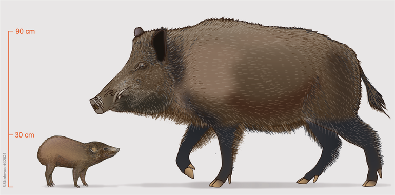 Een tekening van een volwassen pygmy hog (Porcula salvania) ten opzichte van een volwassen wild zwijn (Sus scrofa)