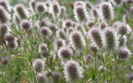 Hazenpootje, trifolium arvense