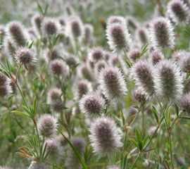Hazenpootje, trifolium arvense