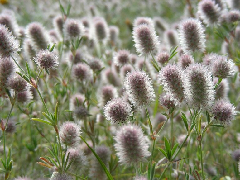Hazenpootje bloeit met zachtwollige bolletjes 