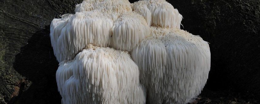 Hericium erinaceus, Pruikzwam