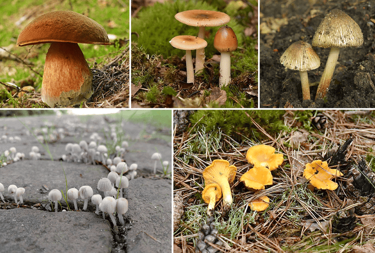 Linksboven, v.l.n.r.: Gewone heksenboleet, Roodbruine slanke amaniet, Vezelkop. Onder, v.l.n.r.: Inktzwammetjes, Hanenkam