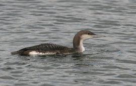 Johan Buckens Parelduiker