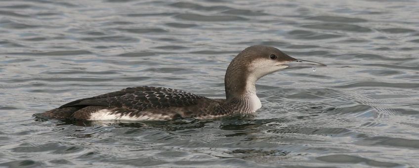 Parelduiker