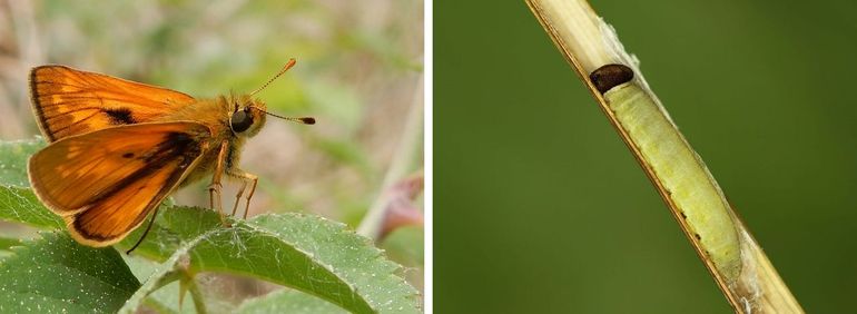 Vlinder en rups van het groot dikkopje